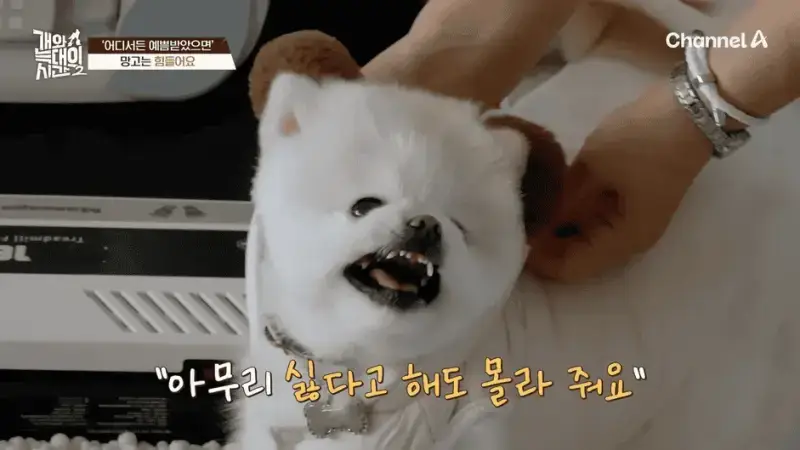 [#개와늑대의시간2] _저 같아도 물 것 같._ 하루에 개를 462번 부르는 보호자!_😨🚨 (귀에 딱지 앉을 듯.)🤕🐕 _ 개와 늑대의 시간2 17회 10-24