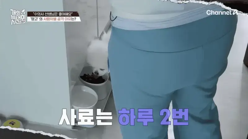 [#개와늑대의시간2] _저 같아도 물 것 같._ 하루에 개를 462번 부르는 보호자!_😨🚨 (귀에 딱지 앉을 듯.)🤕🐕 _ 개와 늑대의 시간2 17회 13-53