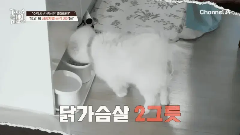 [#개와늑대의시간2] _저 같아도 물 것 같._ 하루에 개를 462번 부르는 보호자!_😨🚨 (귀에 딱지 앉을 듯.)🤕🐕 _ 개와 늑대의 시간2 17회 13-55
