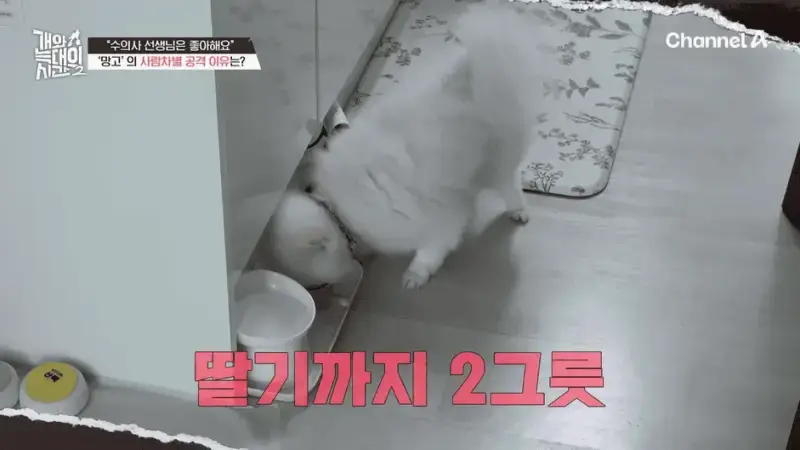[#개와늑대의시간2] _저 같아도 물 것 같._ 하루에 개를 462번 부르는 보호자!_😨🚨 (귀에 딱지 앉을 듯.)🤕🐕 _ 개와 늑대의 시간2 17회 13-59