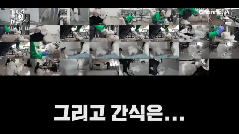 [#개와늑대의시간2] _저 같아도 물 것 같._ 하루에 개를 462번 부르는 보호자!_😨🚨 (귀에 딱지 앉을 듯.)🤕🐕 _ 개와 늑대의 시간2 17회 14-3