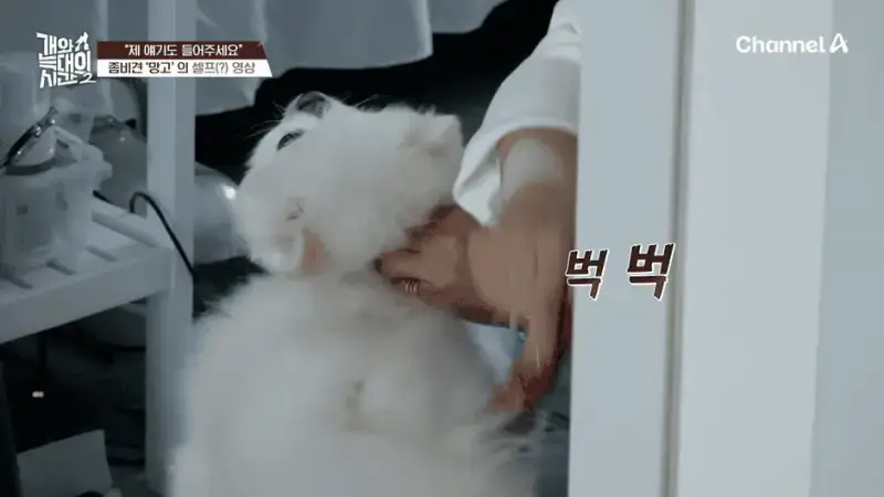 [#개와늑대의시간2] _저 같아도 물 것 같._ 하루에 개를 462번 부르는 보호자!_😨🚨 (귀에 딱지 앉을 듯.)🤕🐕 _ 개와 늑대의 시간2 17회 2-23