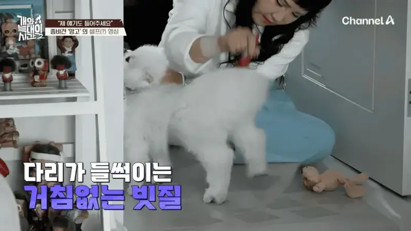 [#개와늑대의시간2] _저 같아도 물 것 같._ 하루에 개를 462번 부르는 보호자!_😨🚨 (귀에 딱지 앉을 듯.)🤕🐕 _ 개와 늑대의 시간2 17회 2-28