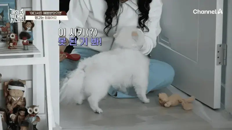 [#개와늑대의시간2] _저 같아도 물 것 같._ 하루에 개를 462번 부르는 보호자!_😨🚨 (귀에 딱지 앉을 듯.)🤕🐕 _ 개와 늑대의 시간2 17회 2-54