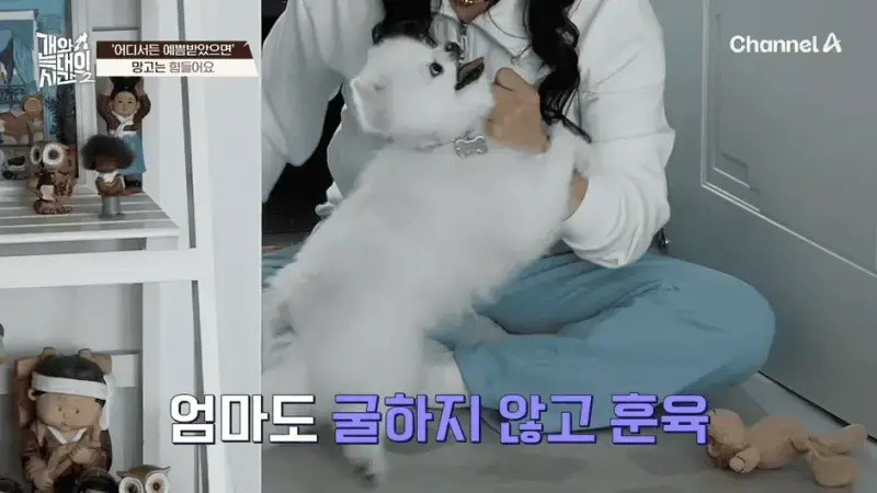 [#개와늑대의시간2] _저 같아도 물 것 같._ 하루에 개를 462번 부르는 보호자!_😨🚨 (귀에 딱지 앉을 듯.)🤕🐕 _ 개와 늑대의 시간2 17회 2-59