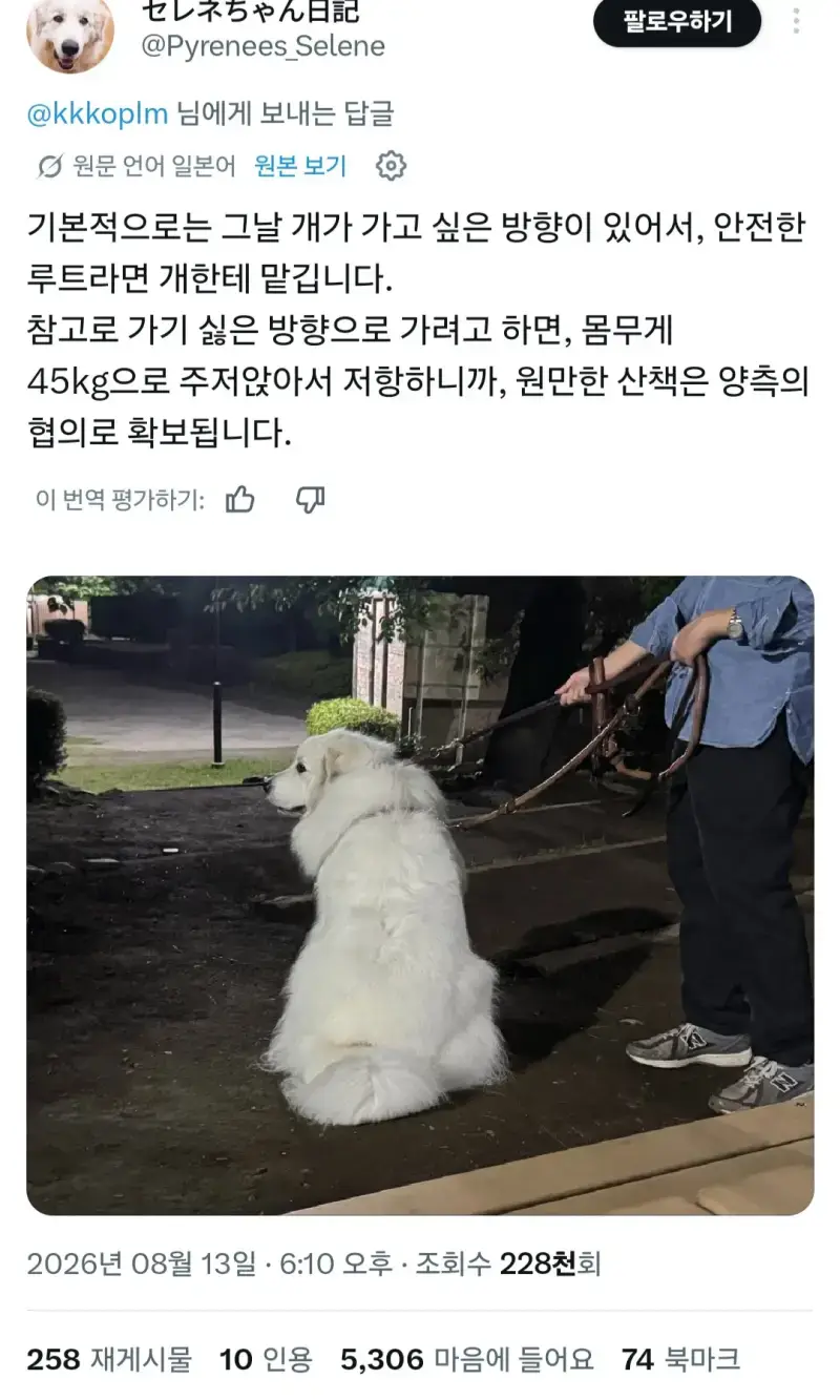 강아지 산책 코스는 어떻게 정하나요? 강아지랑 상의하나?의 내용을 보여주는 이미지 관련 이미지 2
