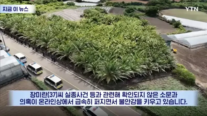 제주도 소철나무의 내용을 보여주는 이미지