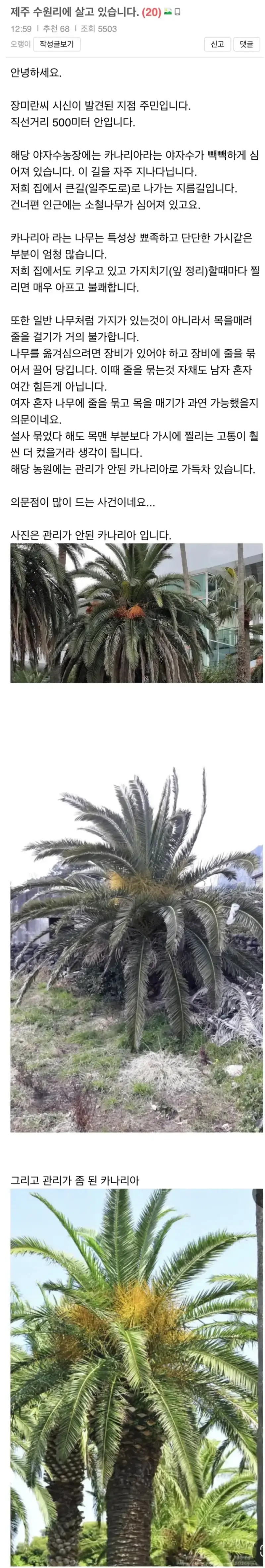제주도 소철나무의 내용을 보여주는 이미지 관련 이미지 5