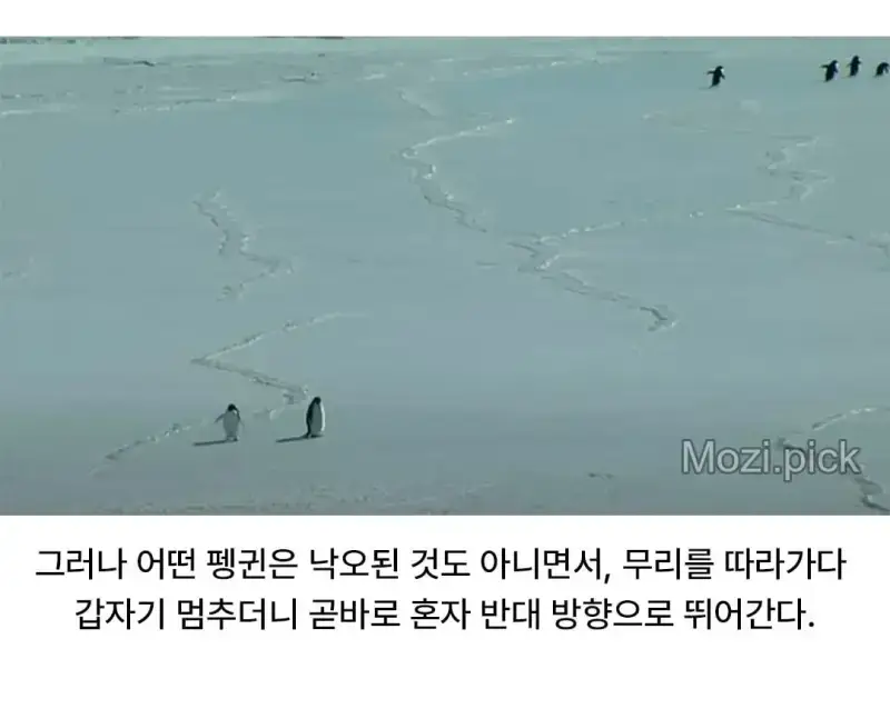 모든 펭귄이 바다로 갈 때, 혼자 산으로 가는 펭귄