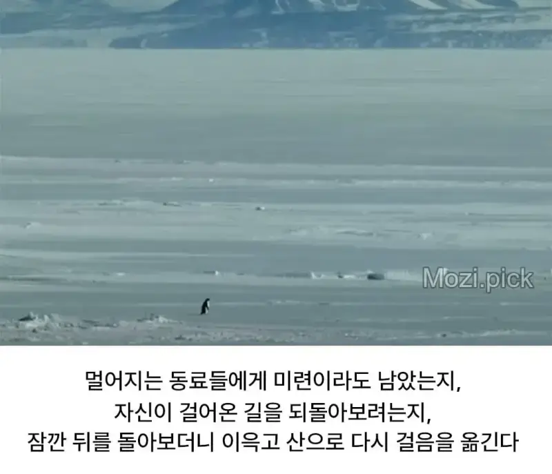 모든 펭귄이 바다로 갈 때, 혼자 산으로 가는 펭귄