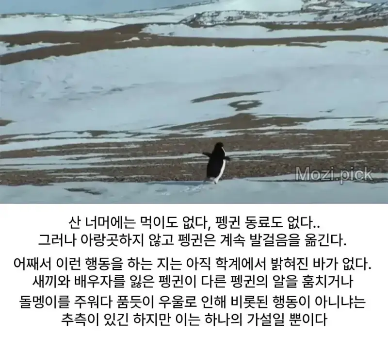 모든 펭귄이 바다로 갈 때, 혼자 산으로 가는 펭귄