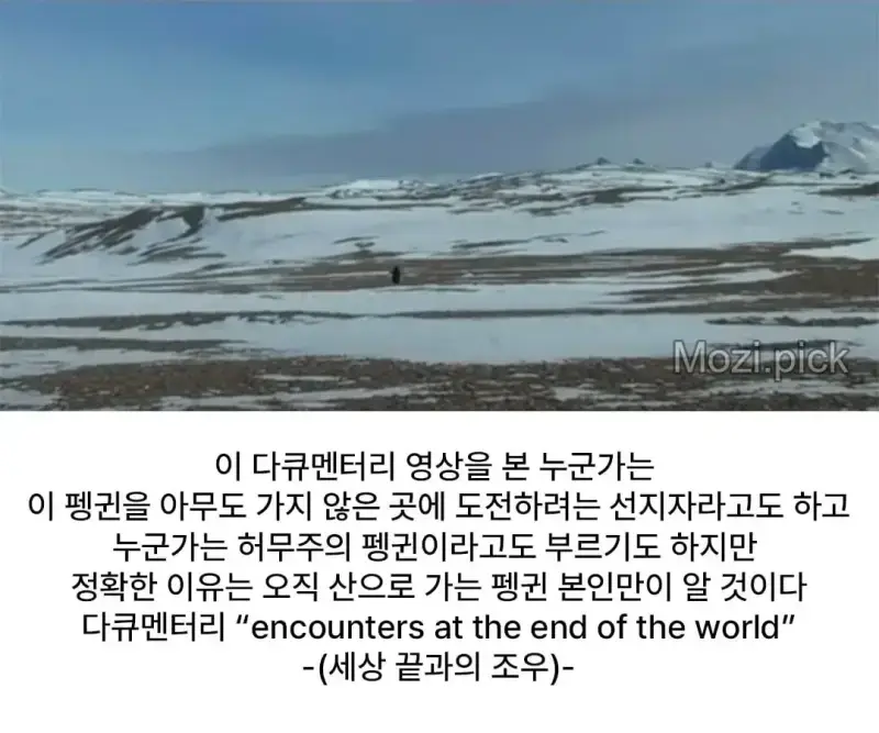 모든 펭귄이 바다로 갈 때, 혼자 산으로 가는 펭귄
