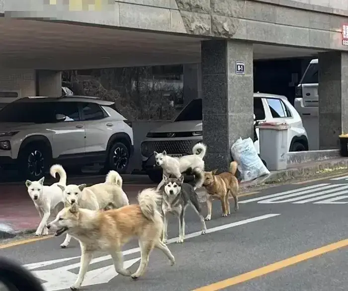 시골에서 런닝할때 필수 물품의 내용을 보여주는 이미지 관련 이미지 10