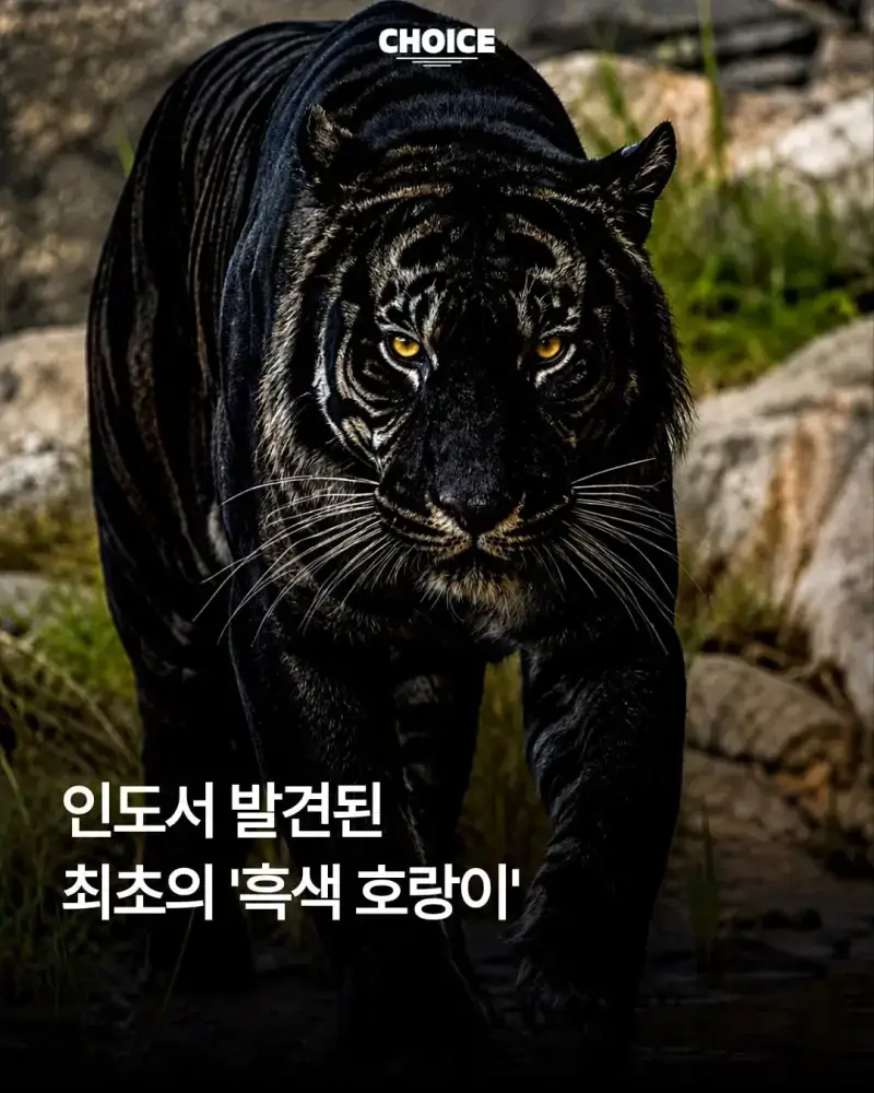 1787838276447335.webp