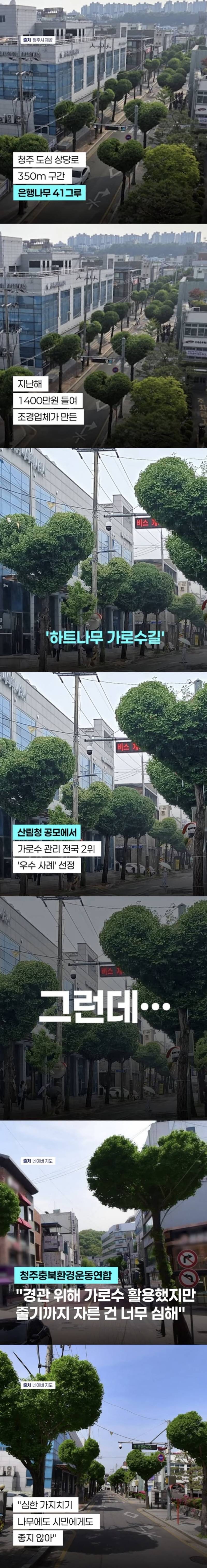 현재 미감 반응 𝙅𝙊𝙉𝙉𝘼 갈리는 하트나무길..JPG | 인스즈
