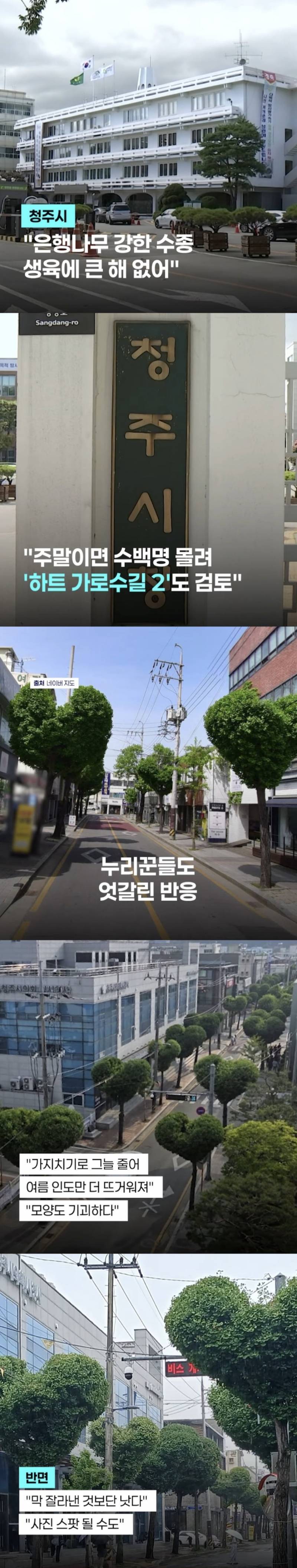 현재 미감 반응 𝙅𝙊𝙉𝙉𝘼 갈리는 하트나무길..JPG | 인스즈