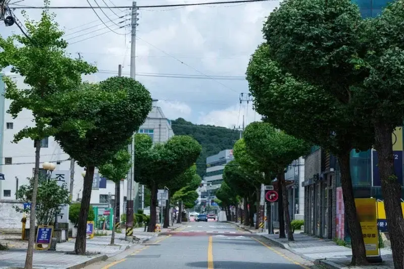 현재 미감 반응 𝙅𝙊𝙉𝙉𝘼 갈리는 하트나무길..JPG | 인스즈