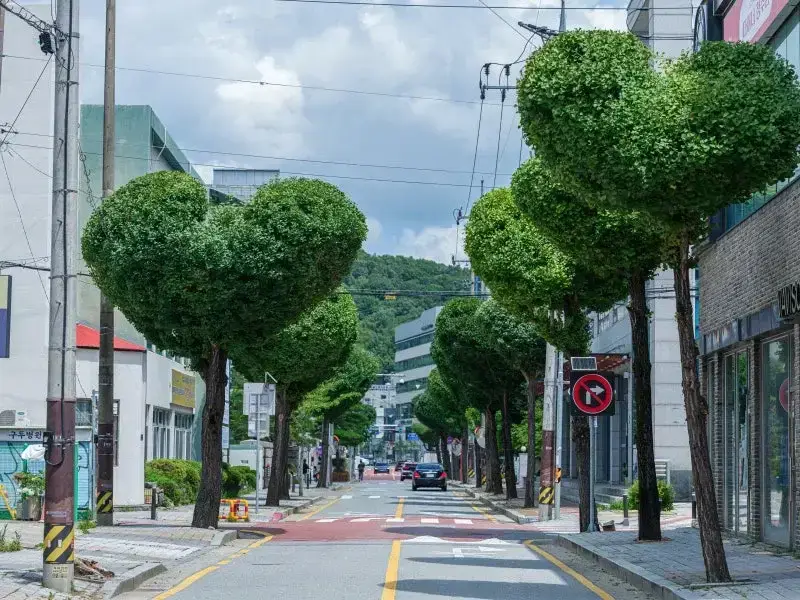 현재 미감 반응 𝙅𝙊𝙉𝙉𝘼 갈리는 하트나무길..JPG | 인스즈