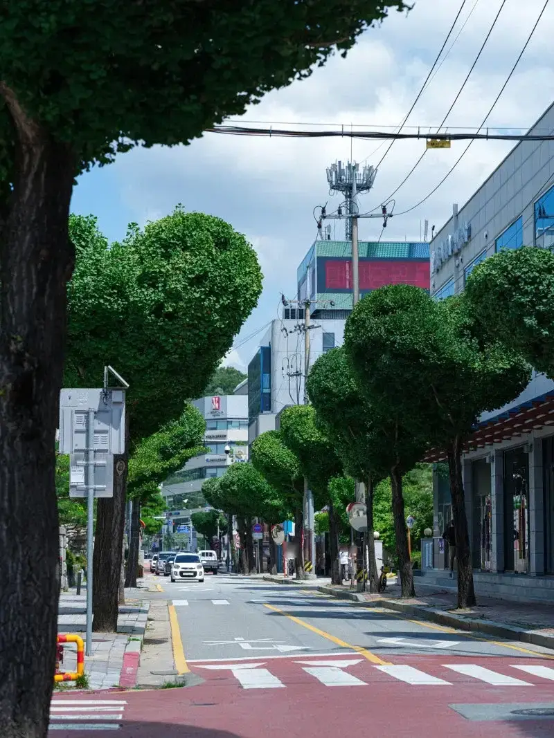 현재 미감 반응 𝙅𝙊𝙉𝙉𝘼 갈리는 하트나무길..JPG | 인스즈