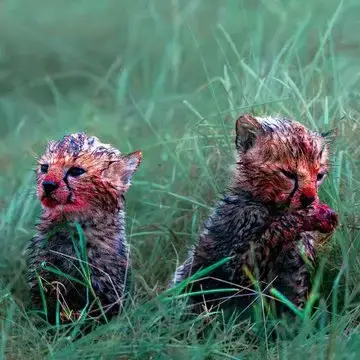 4iPbMAsUzmweOKqKOkeuGI.webp