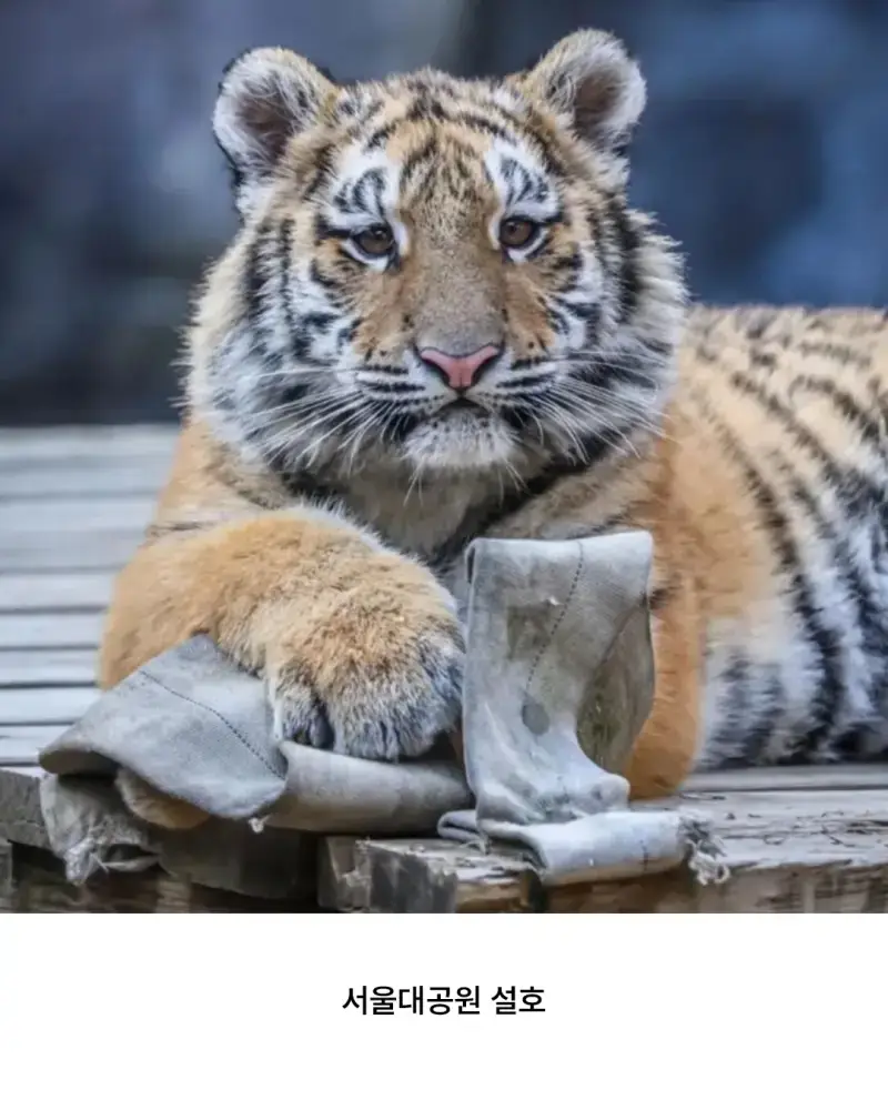 이 맹수는 육식동물이기에 다가가면 안됩니다의 내용을 보여주는 이미지