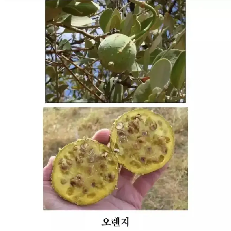 1788332452753439.webp