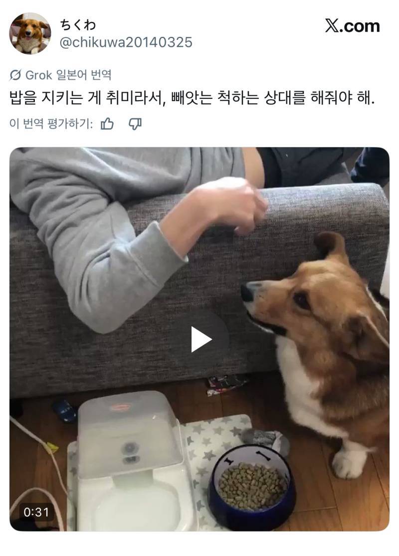 밥을 지키는 게 취미라서 빼앗는 척 해줘야 하는 개의 내용을 보여주는 이미지