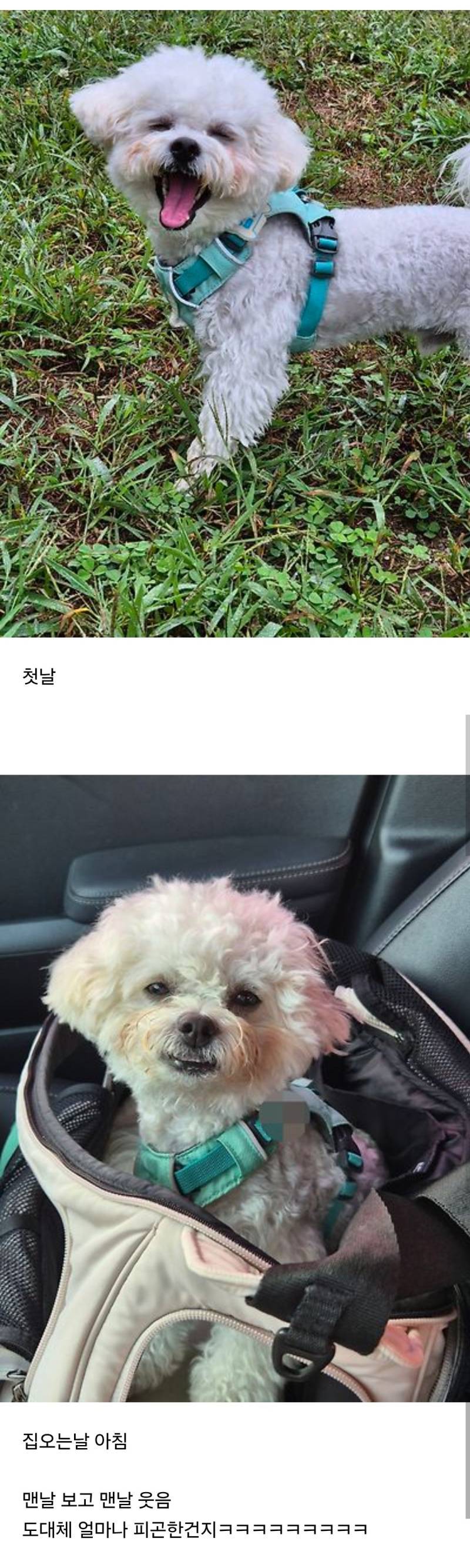 처음 강쥐랑 여행간 사진 볼 사람의 내용을 보여주는 이미지 관련 이미지 2