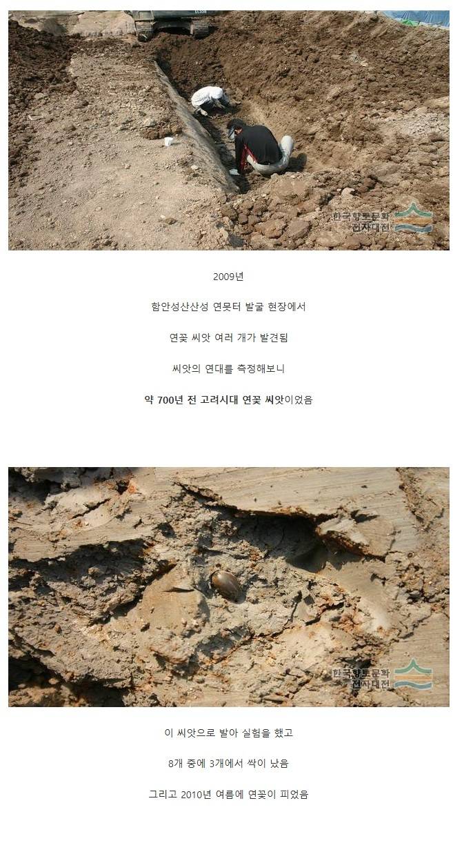 700년 만에 피어난 고려시대의 연꽃의 내용을 보여주는 이미지