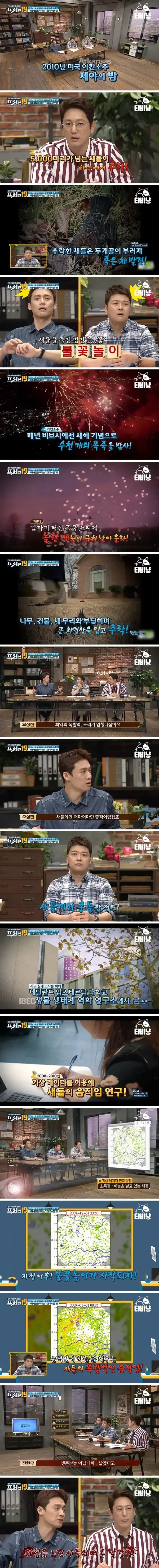 불꽃놀이때문에 죽는 새들의 내용을 보여주는 이미지