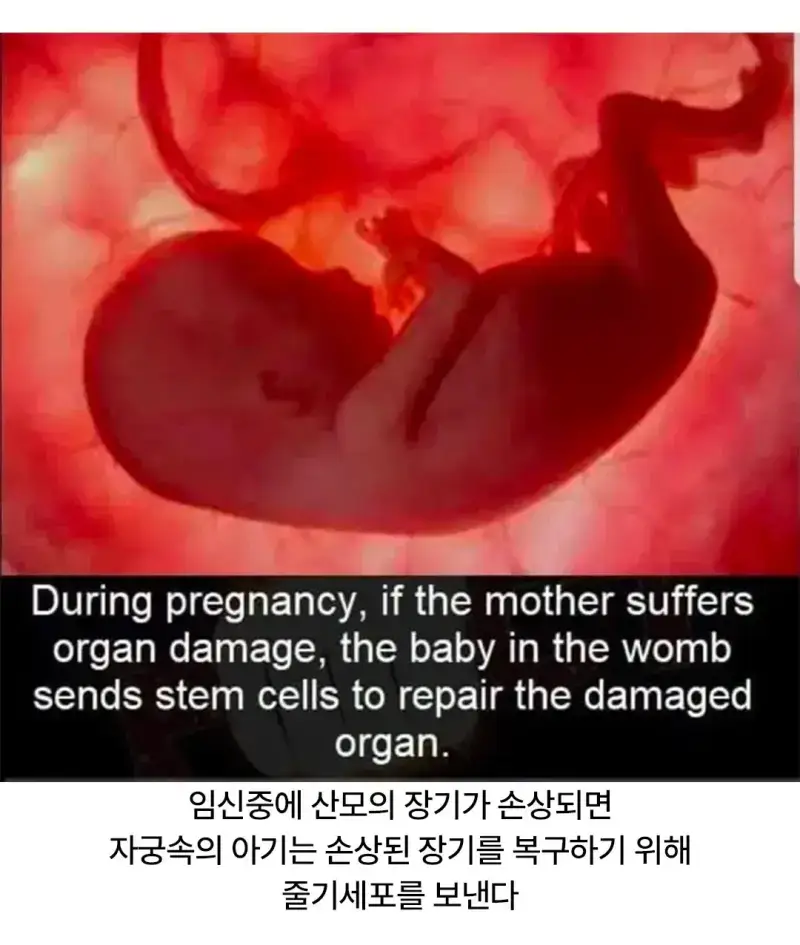 산모의 장기가 손상되면 뱃속의 아기가 하는 행동의 내용을 보여주는 이미지