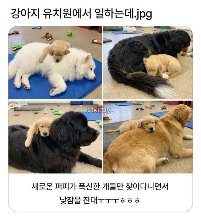 강아지 유치원에서 일하는데의 내용을 보여주는 이미지