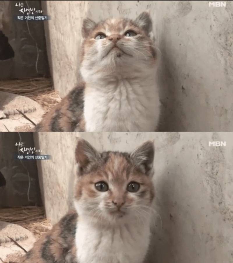 이 귀여운 고양이 씻김 당하고 이뻐짐 동글동글 - 씻게 된 이유 추가ㅋㅋ의 내용을 보여주는 이미지