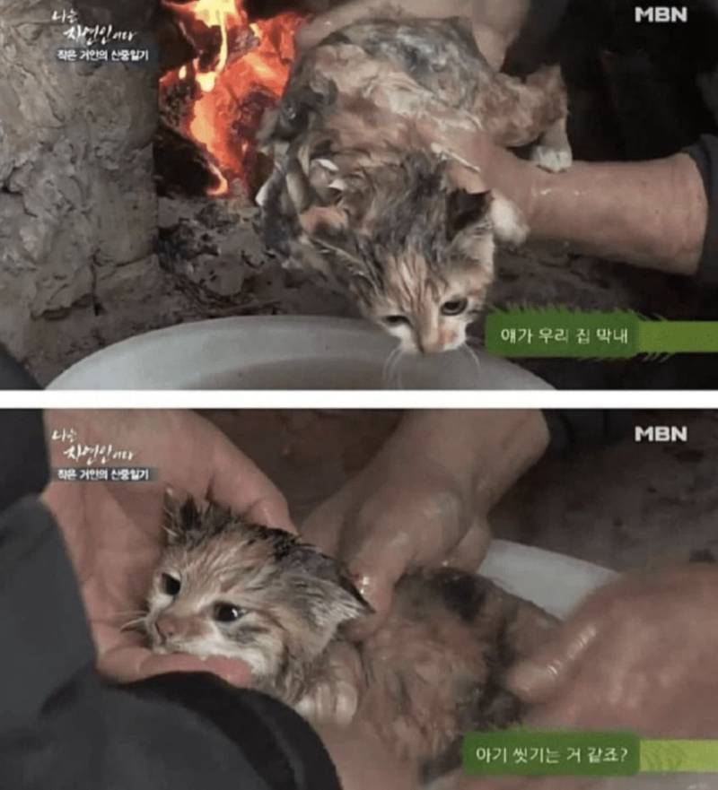 이 귀여운 고양이 씻김 당하고 이뻐짐 동글동글 - 씻게 된 이유 추가ㅋㅋ의 내용을 보여주는 이미지 관련 이미지 2