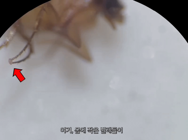 벼룩파리의 불편한 진실의 내용을 보여주는 이미지 관련 이미지 3