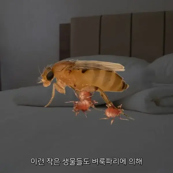 4Zckziv65yOicigwQ4miuU.webp