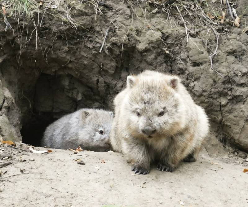 곰을 축소시킨 것처럼 생긴 호주 동물 🐻 🇦🇺의 내용을 보여주는 이미지