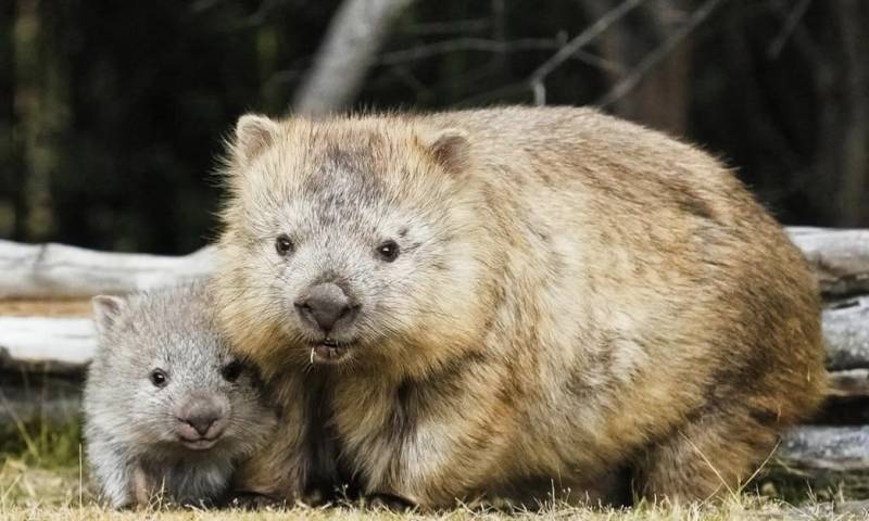 곰을 축소시킨 것처럼 생긴 호주 동물 🐻 🇦🇺의 내용을 보여주는 이미지 관련 이미지 3
