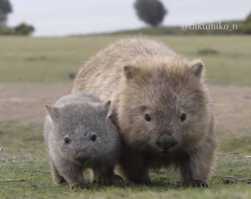 곰을 축소시킨 것처럼 생긴 호주 동물 🐻 🇦🇺의 내용을 보여주는 이미지 관련 이미지 4