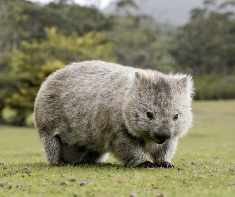 곰을 축소시킨 것처럼 생긴 호주 동물 🐻 🇦🇺의 내용을 보여주는 이미지 관련 이미지 5