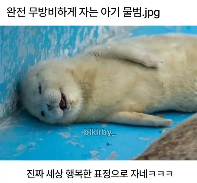 완전 무방비하게 자는 아기물범의 내용을 보여주는 이미지