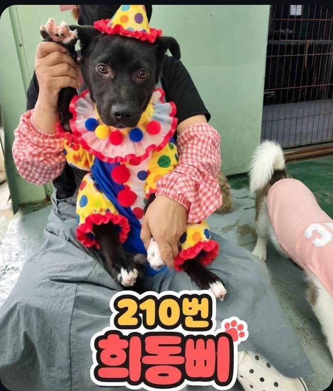 얘들아 삐에로 출신 강아지 어떻게 생각해?의 내용을 보여주는 이미지 관련 이미지 2