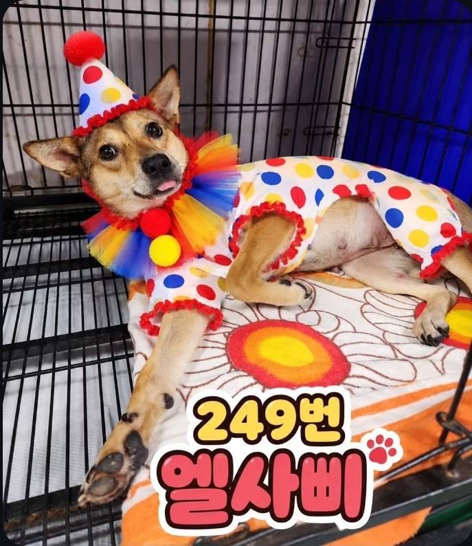 얘들아 삐에로 출신 강아지 어떻게 생각해?의 내용을 보여주는 이미지 관련 이미지 4