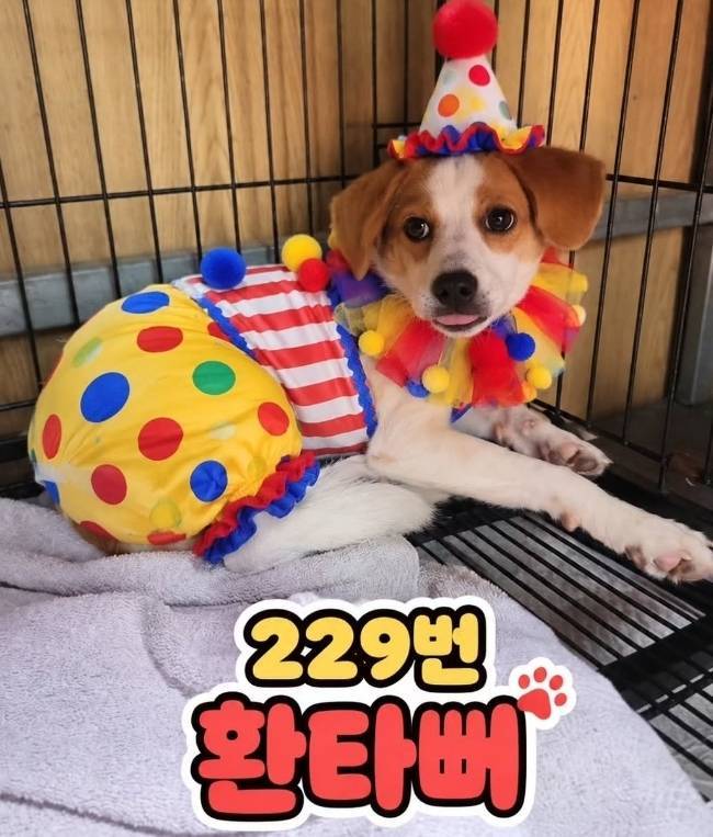 얘들아 삐에로 출신 강아지 어떻게 생각해?의 내용을 보여주는 이미지 관련 이미지 5