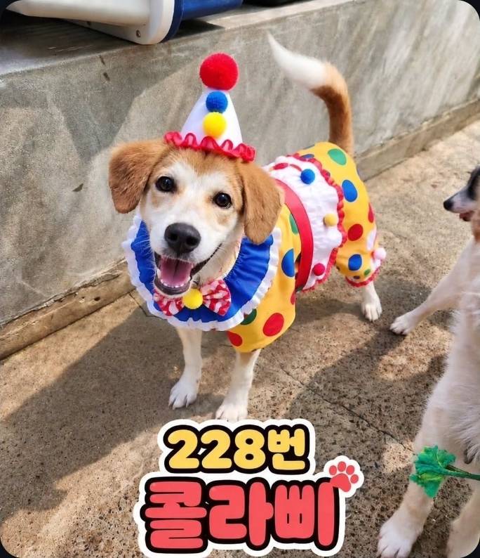얘들아 삐에로 출신 강아지 어떻게 생각해?의 내용을 보여주는 이미지 관련 이미지 6