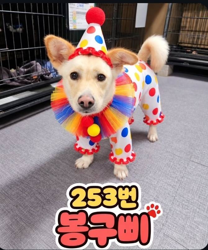 얘들아 삐에로 출신 강아지 어떻게 생각해?의 내용을 보여주는 이미지 관련 이미지 7