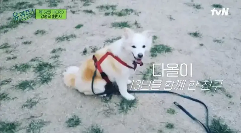 pic_012.jpg [유퀴즈] 강형욱도 해결해줄수 없다는 보호자들의 질문.JPG