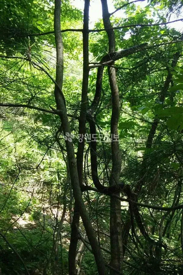 한때 화재였던 태백산 대형 구렁이의 내용을 보여주는 이미지 관련 이미지 3