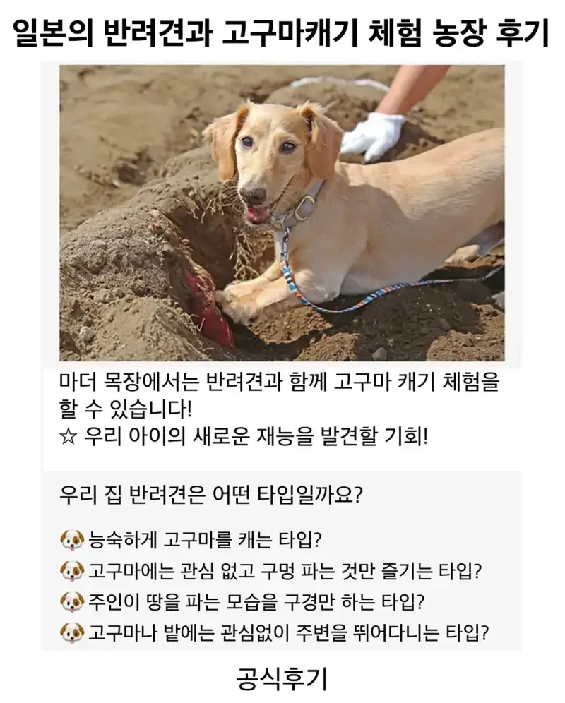 반려견과 고구마캐기 체험 후기의 내용을 보여주는 이미지