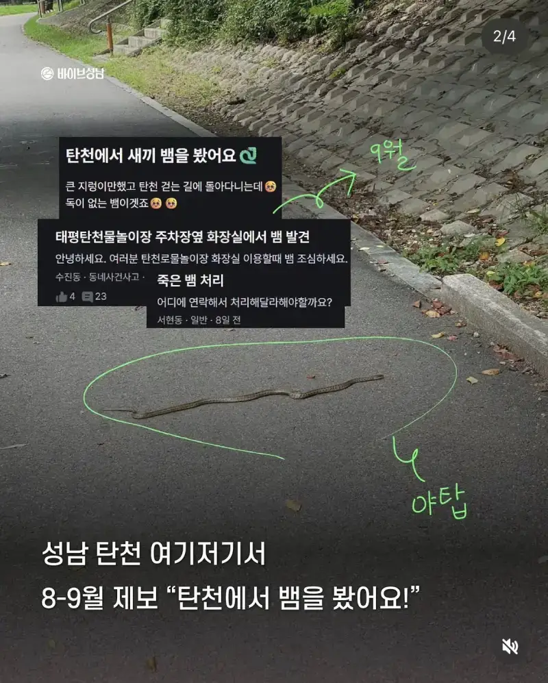 요즘 성남 뱀파티라고 함의 내용을 보여주는 이미지